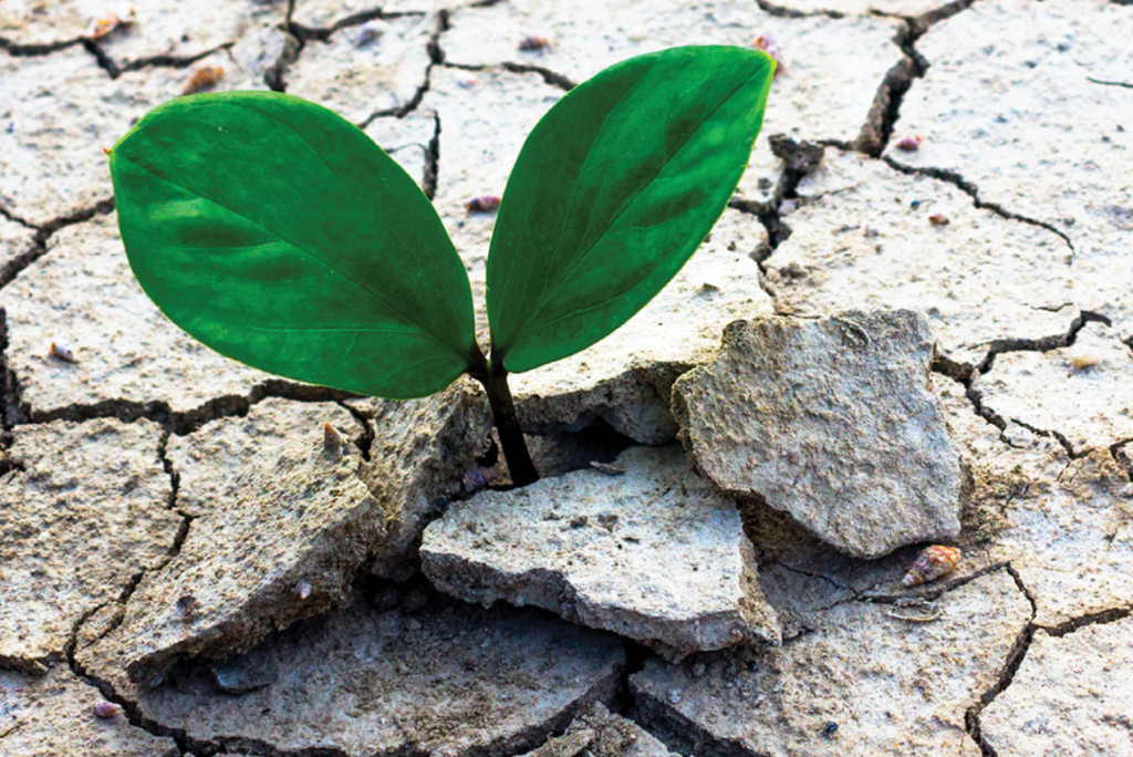 Growing though Trauma (personally and&nbsp;collectively)