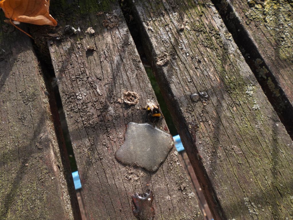 Saving an exhausted bumble&nbsp;bee