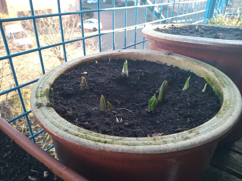 Growth, Risking the promise of&nbsp;colour