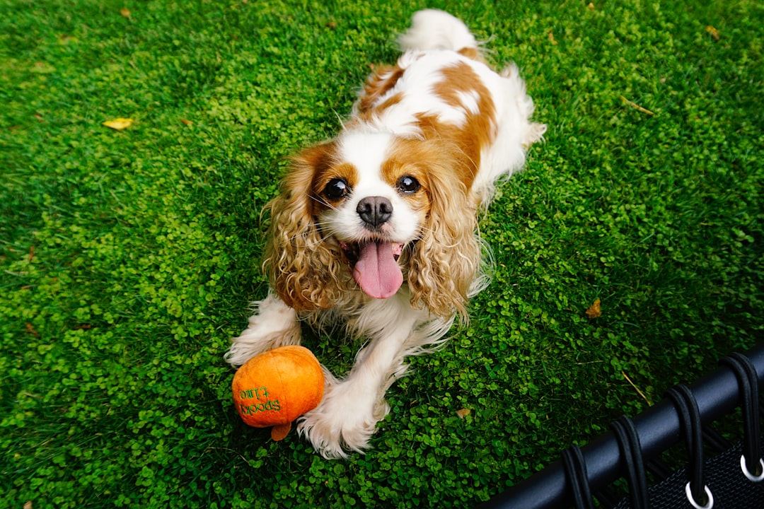A brown and white dog laying on top of a lush green field A brown and white dog laying on top of a lush green field